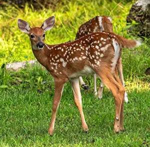 Warren County Prints: Two whitetail deer fawns in the wild in Warren County