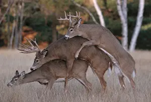 Active Prints: WHITETAIL DEER mating (Odocoileus virginianus) with second male attempting to mount