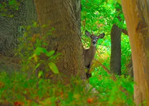 Antlers Prints: Whitetail Deer spike Buck standing in the woods