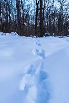 Warren County Prints: Whitetail deer tracks in deep snow in the woods in Warren County