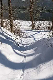 Warren County Prints: Whitetail deer tracks in snow leading to the Allegheny River in Warren County