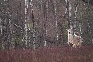 Ontario Canada Prints: whitetail deer in the wild