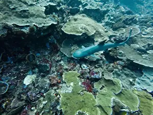 Reef Shark Prints: Whitetip Reef Shark Swimming at Komodo National Park in FLores, Indonesia