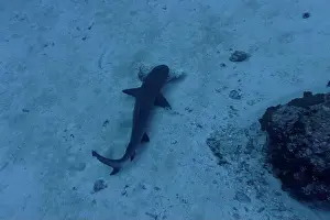 Tropical Fish Prints: Whitetip reef shark (Triaenodon obesus) in the coral reef of Maldives island