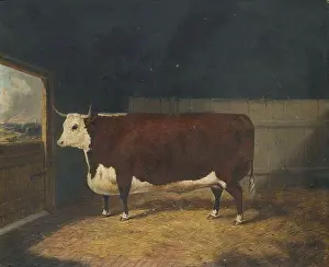 Rural Life Prints: Whitford, Richard; A Prize Cow in a Barn; National Trust