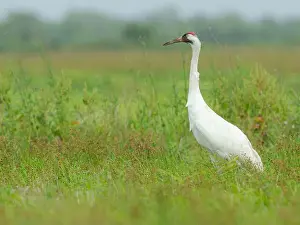 Migratory Bird Prints: Whooping crane hunting for food, Texas coast