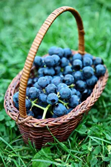 Grass Blue Prints: Full wicker basket of black grapes on green grass