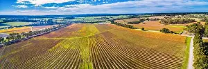 Wide aerial panorama of large vineyard in autumn near Red Hill, Victoria, Australia