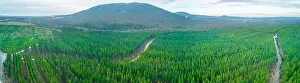 Wide aerial panoramic landscape of pine trees forest and hills in Melbourne, Australia