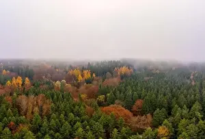 Room For Text Prints: Wide colorful forest aerial landscape from above at a foggy autumn day with copyspace at the top of the image