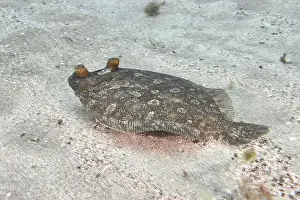 The Canaries Prints: A wide-eyed turbot (Bothus podas maderensis) on a sandy seabed