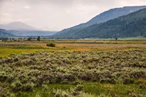 Yellowstone Prints: Wide landscape of Lamar Valley with grazing bison and hills