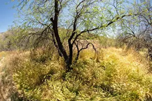 Elusive Prints: The wide open space of the glorious Catalina State Park