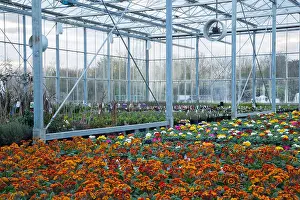 Green House Prints: A wide overview of a production nursery