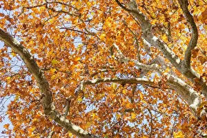 Vibrant Color Prints: A wide view of bright golden and yellow autumn foliage covering the dense canopy of large trees against a pale blue sky