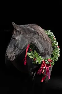 Perissodactyla Prints: Wielkopolski. Portrait of a black horse wearing a Christmas wreath against black background