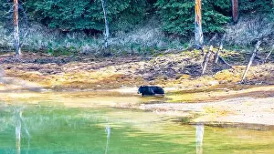 Black Bear Prints: A wild American Black Bear just out of the forest