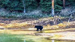 Black Bear Prints: A wild American Black Bear just out of the forest