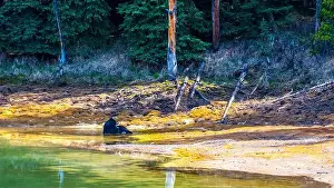 Black Bear Prints: A wild American Black Bear just out of the forest