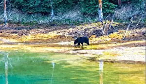 Black Bear Prints: A wild American Black Bear just out of the forest