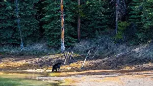 Black Bear Prints: A wild American Black Bear just out of the forest