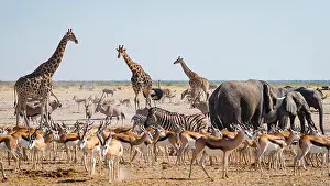Zebra Prints: Wild animals congregate around a waterhole in Etosha National Park