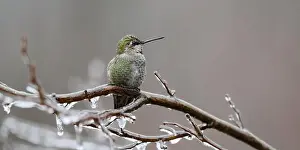 Tiny Bird Prints: Wild annas hummingbird on ice coated branch in winter looking to side in the Snoqualmie Valley of Washington State