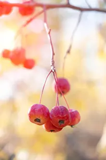 Apple Tree Prints: Wild apples, Ranetki are hanging on the frost with fallen foliage autumn