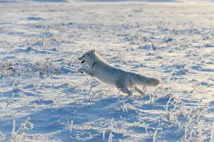 Wildlife Animals Prints: Wild arctic fox (Vulpes Lagopus) in tundra in winter time. White arctic fox running