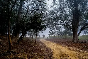 Asian Elephant Prints: Wild Asian Elephant in winters on the way at Jim Corbett National Park, India