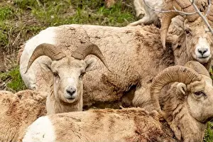 Bighorn Sheep Prints: Wild bighorn sheep (Ovis canadensis) seen in Banff National Park during summer time with blurred