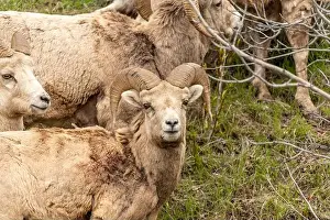 Bighorn Sheep Prints: Wild bighorn sheep (Ovis canadensis) seen in Banff National Park during summer time with blurred