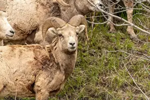 Bighorn Sheep Prints: Wild bighorn sheep (Ovis canadensis) seen in Banff National Park during summer time with blurred