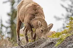 Bighorn Sheep Prints: Wild bighorn sheep (Ovis canadensis) seen in Banff National Park during summer time with blurred