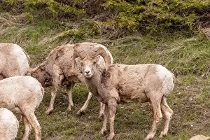Bighorn Sheep Prints: Wild bighorn sheep (Ovis canadensis) seen in Banff National Park during summer time with blurred