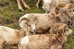 Bighorn Sheep Prints: Wild bighorn sheep (Ovis canadensis) seen in Banff National Park during summer time with blurred