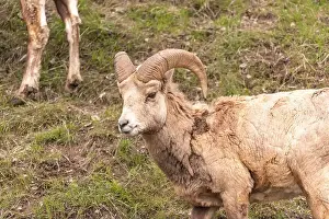 Bighorn Sheep Prints: Wild bighorn sheep (Ovis canadensis) seen in Banff National Park during summer time with blurred