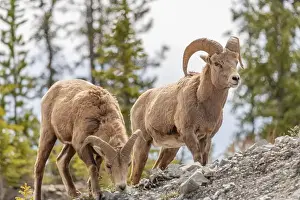 Bighorn Sheep Prints: Wild bighorn sheep (Ovis canadensis) seen in Banff National Park during summer time with blurred