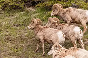 Bighorn Sheep Prints: Wild bighorn sheep (Ovis canadensis) seen in Banff National Park during summer time with blurred