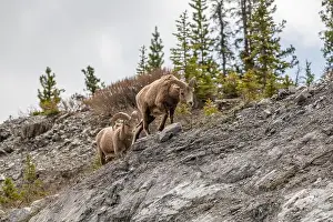 Bighorn Sheep Prints: Wild bighorn sheep (Ovis canadensis) seen in Banff National Park during summer time with blurred