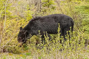 Columbia Prints: Wild black bear (Ursus americanus) seen in Jasper National Park during summer time while foraging