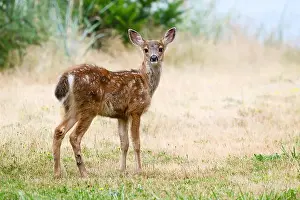 Fawn Prints: Wild black tailed deer fawn Odocoileus hemionous with face and ears raised