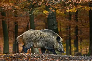 Mammals Prints: Wild boar (Sus scrofa) foraging in autumn forest in the Belgian Ardennes, Belgium