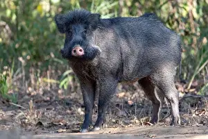 Madhya Pradesh Prints: Wild boar (Sus scrofa, male) from Kanha National Park, Madhya Pradesh, India
