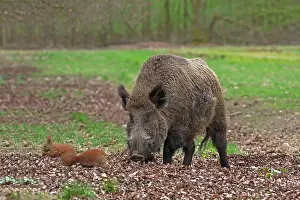 Encounter Prints: Wild Boar (Sus srofa)