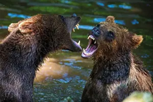 Two Animals Prints: Two Wild Brown Bear (Ursus Arctos) play or fight on pond in the summer forest