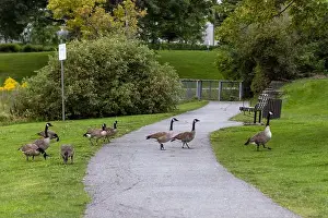 Ottawa Prints: Wild Canadian geese crossing a road and eating grass in public park
