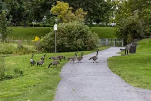 Ottawa Prints: Wild Canadian geese crossing a road and eating grass in public park