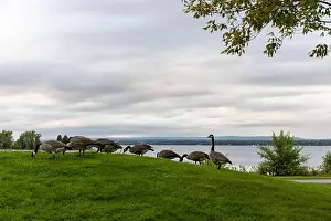 River Bank Prints: Wild Canadian geese eating grass in public park near river