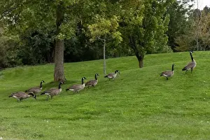 Ottawa Prints: Wild Canadian geese walking on grass in public park